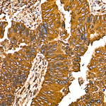 Calnexin Antibody in Immunohistochemistry (Paraffin) (IHC (P))