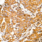 Calnexin Antibody in Immunohistochemistry (Paraffin) (IHC (P))