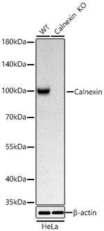Calnexin Antibody in Western Blot (WB)