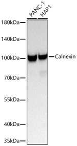 Calnexin Antibody in Western Blot (WB)