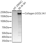 COL1A1 Antibody in Western Blot (WB)