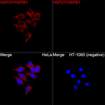 HSP27 Recombinant Rabbit Monoclonal Antibody (0D10D3)