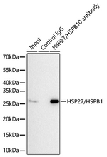 HSP27 Antibody in Immunoprecipitation (IP)