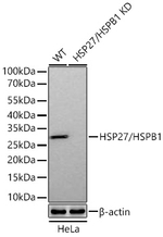 HSP27 Antibody in Western Blot (WB)