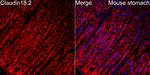 Claudin 18.2 Antibody in Immunohistochemistry (Paraffin) (IHC (P))
