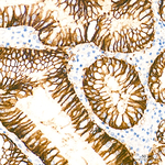 Claudin 18.2 Antibody in Immunohistochemistry (Paraffin) (IHC (P))