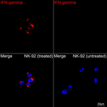 IFN gamma Antibody in Immunocytochemistry (ICC/IF)