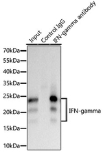 IFN gamma Antibody in Immunoprecipitation (IP)