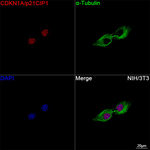 p21 Recombinant Rabbit Monoclonal Antibody (10F7M1)