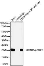p21 Antibody in Immunoprecipitation (IP)