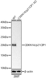 p21 Antibody in Western Blot (WB)