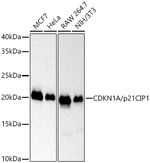 p21 Antibody in Western Blot (WB)