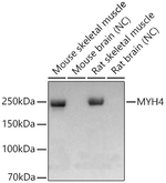 Myosin 4 Antibody in Western Blot (WB)