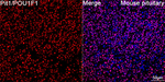 PIT1 Recombinant Rabbit Monoclonal Antibody (3Z8F7)