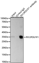 PIT1 Antibody in Immunoprecipitation (IP)