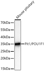 PIT1 Antibody in Western Blot (WB)