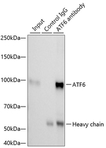 ATF6 Antibody in Immunoprecipitation (IP)