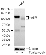 ATF6 Antibody in Western Blot (WB)
