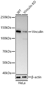 Vinculin Antibody in Western Blot (WB)