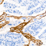 CD90 Antibody in Immunohistochemistry (Paraffin) (IHC (P))