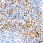 CD90 Antibody in Immunohistochemistry (Paraffin) (IHC (P))