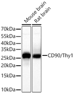 CD90 Antibody in Western Blot (WB)
