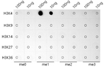 H3K4me1 Antibody in Dot Blot (DB)