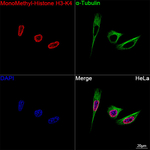 H3K4me1 Antibody in Immunocytochemistry (ICC/IF)