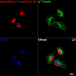 H3K4me1 Antibody in Immunocytochemistry (ICC/IF)