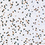 H3K4me1 Antibody in Immunohistochemistry (Paraffin) (IHC (P))