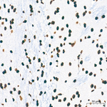 H3K4me1 Antibody in Immunohistochemistry (Paraffin) (IHC (P))