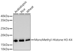 H3K4me1 Antibody in Western Blot (WB)