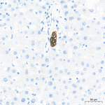 Cytokeratin 10/14/15/16/19 Antibody in Immunohistochemistry (Paraffin) (IHC (P))