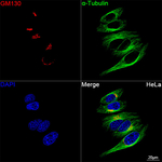 GM130 Antibody in Immunocytochemistry (ICC/IF)