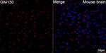 GM130 Antibody in Immunohistochemistry (Paraffin) (IHC (P))
