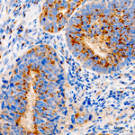 GM130 Antibody in Immunohistochemistry (Paraffin) (IHC (P))
