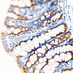 GM130 Antibody in Immunohistochemistry (Paraffin) (IHC (P))