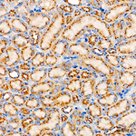 GM130 Antibody in Immunohistochemistry (Paraffin) (IHC (P))