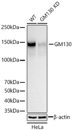 GM130 Antibody in Western Blot (WB)