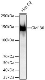 GM130 Antibody in Western Blot (WB)