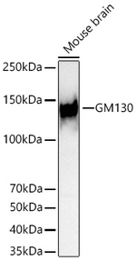 GM130 Antibody in Western Blot (WB)