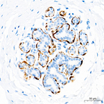 Calponin 1 Antibody in Immunohistochemistry (Paraffin) (IHC (P))
