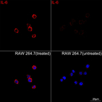 IL-6 Antibody in Immunocytochemistry (ICC/IF)
