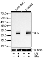 IL-6 Antibody in Western Blot (WB)