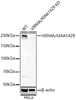 KIAA1429 Antibody in Western Blot (WB)