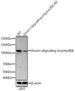 IDE Antibody in Western Blot (WB)