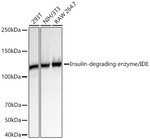 IDE Antibody in Western Blot (WB)
