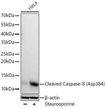 Caspase 8 (Cleaved Asp384) Antibody in Western Blot (WB)
