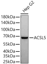 ACSL5 Antibody in Western Blot (WB)