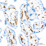 Nestin Antibody in Immunohistochemistry (Paraffin) (IHC (P))